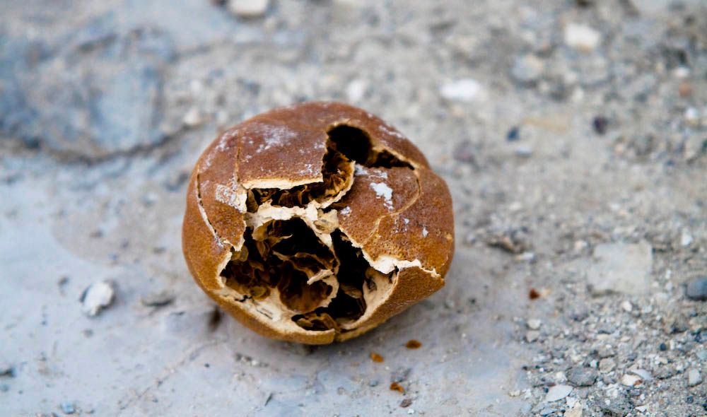 A dried, cracked orange citrus fruit lying on gravel, its rind splitting open to reveal the dried interior.