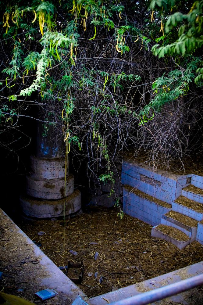 An overgrown courtyard with concrete steps, a stone column, and hanging branches, in low evening light.